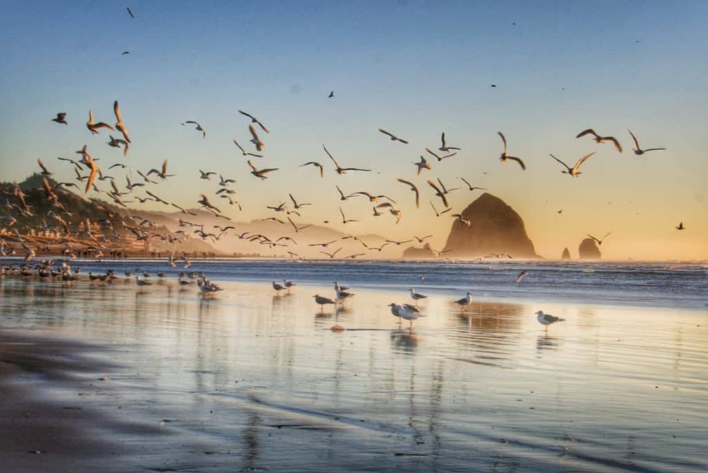 Cannon beach or t20 kvjmk3 (1)