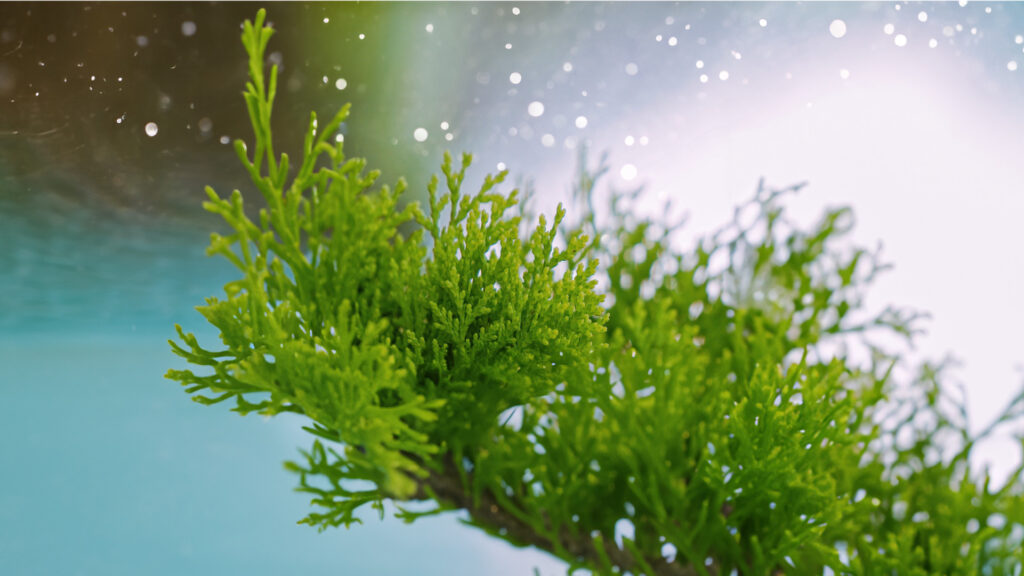 2024 Hha Eai Hd Bg L3